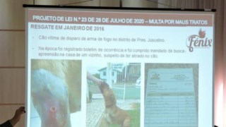 Prefeito retira projeto que previa multa para maus-tratos a animais
